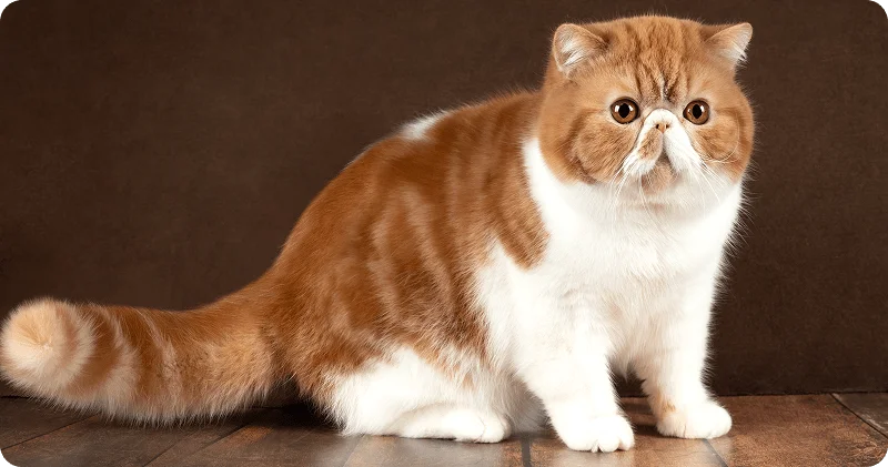 Экзотическая короткошерстная кошка
