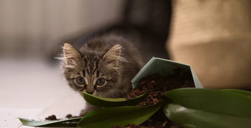 Котенок ест землю 