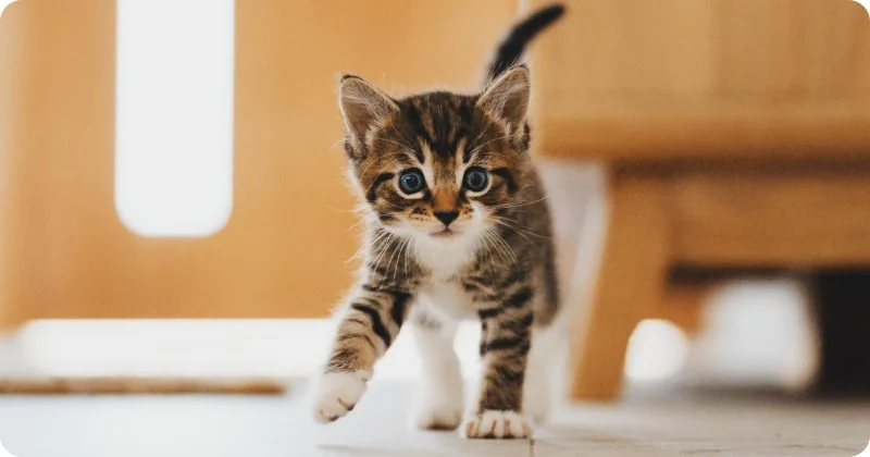 Как развивается навык у котят?