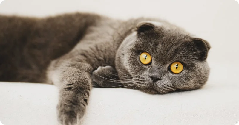 Шотландская вислоухая кошка