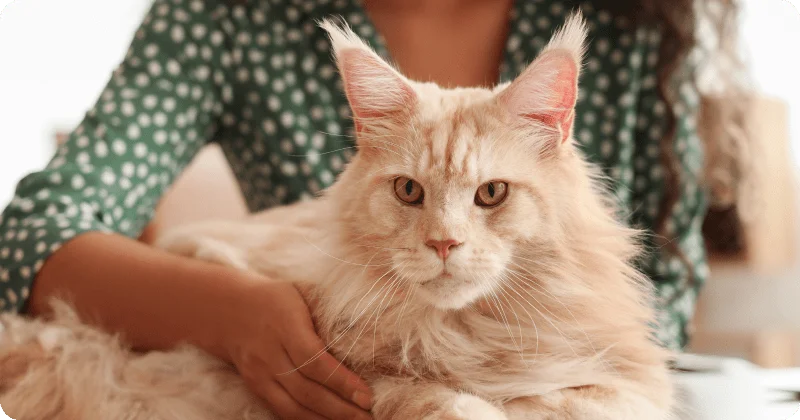 Породы кошек, которые лечат людей
