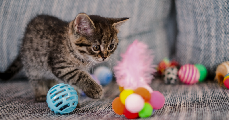 Этапы развития котенка 
