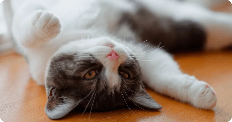 Котенок устал заниматься