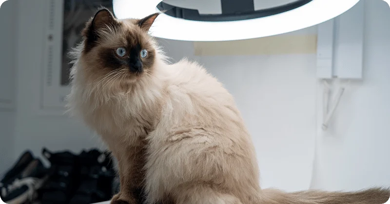 Гималайская кошка