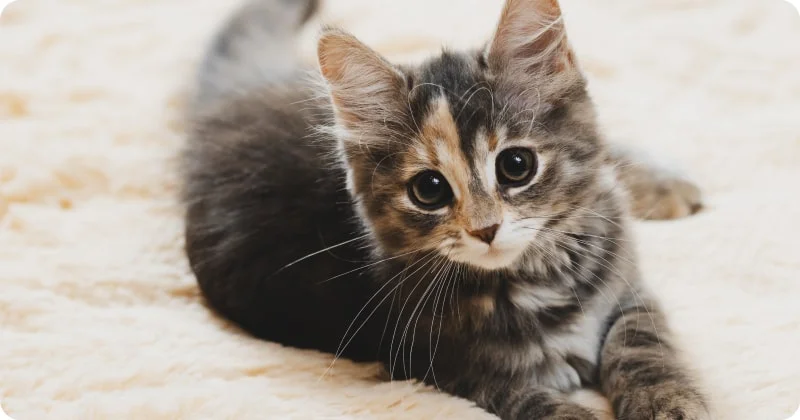 Особенности ухода за маленькими котятами