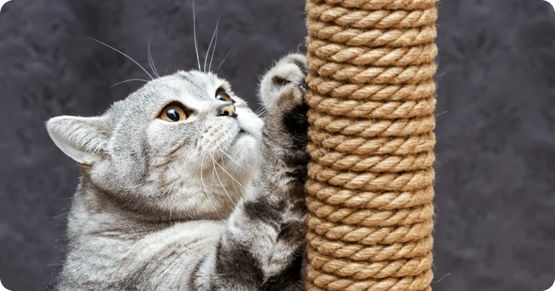 Столбик для заточки когтей