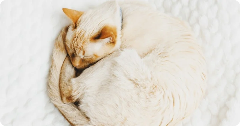 Коту снятся сны