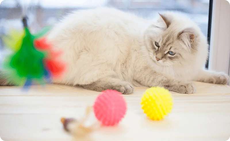 Игрушки для кошки 