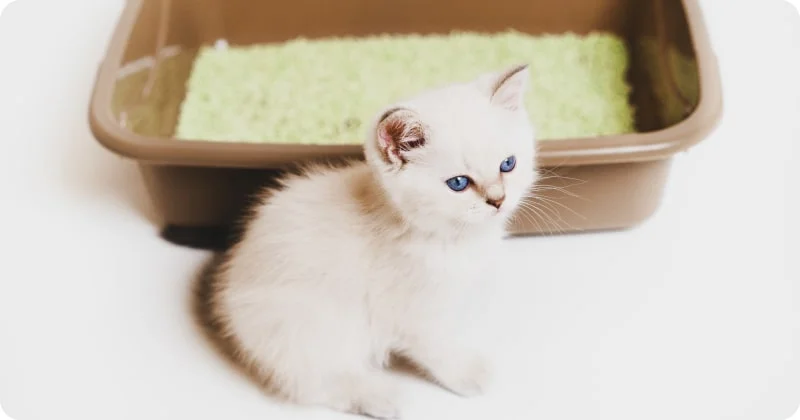 Лоток и наполнитель для котенка