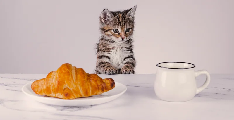 Котенок и выпечка