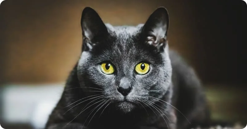 Цвет свечения кошачьих глаз