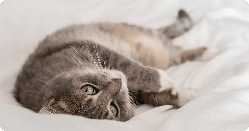 Кот не пьет воду