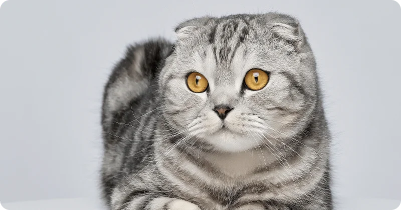 Шотландская вислоухая кошка