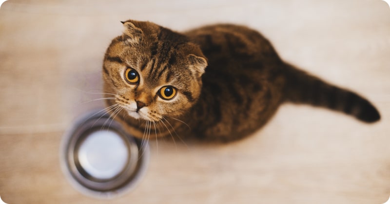 Рацион кошки