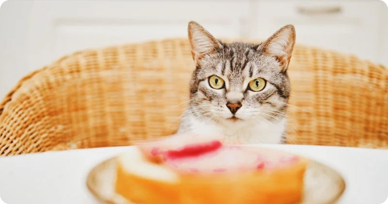 Чем опасна человеческая еда для кошек?