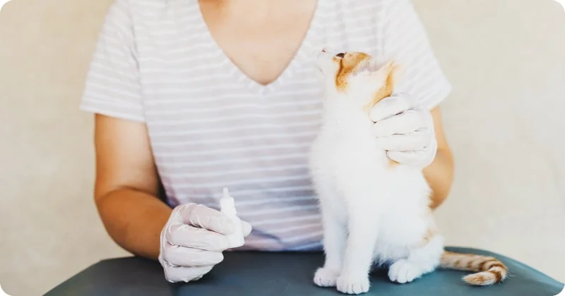 Лечение и ветеринарная помощь