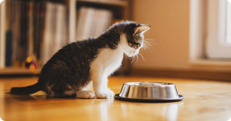 Расположение лотка и мисок