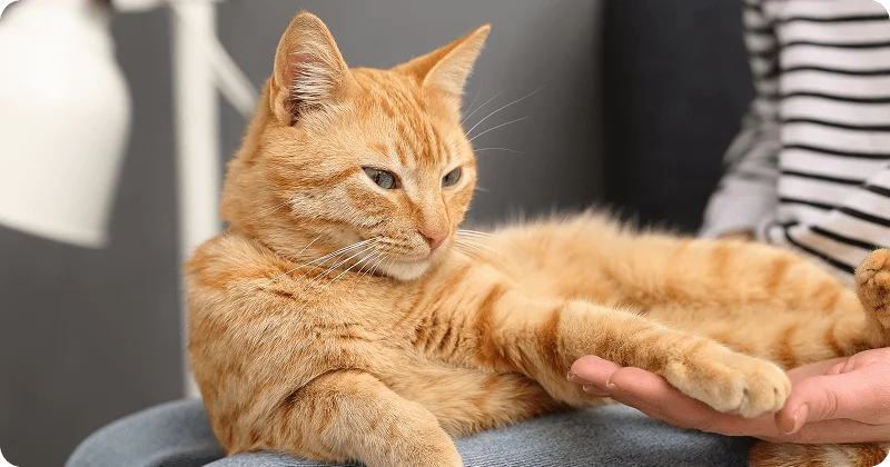 Коммуникация кошки с хозяином
