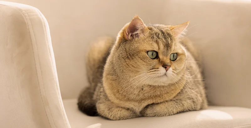 Реакция кошки на музыку