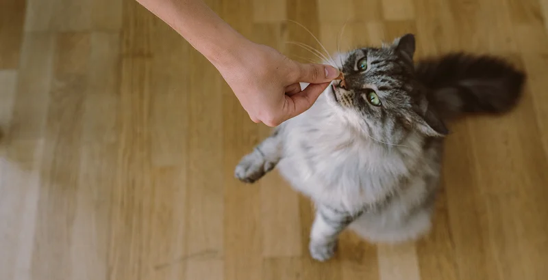 Лакомства для кота