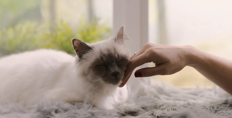 Изменения в организме кастрированного кота