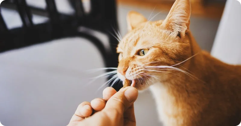 Лакомства для кошки