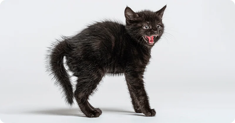 Котенок шипит