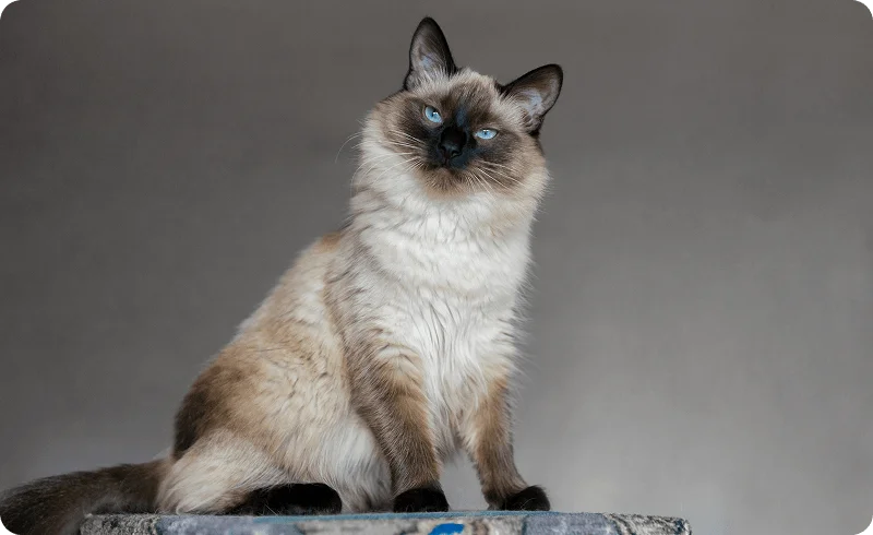 Балинезийская кошка