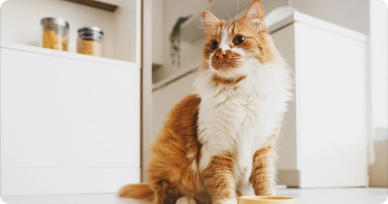 Кормление кошки