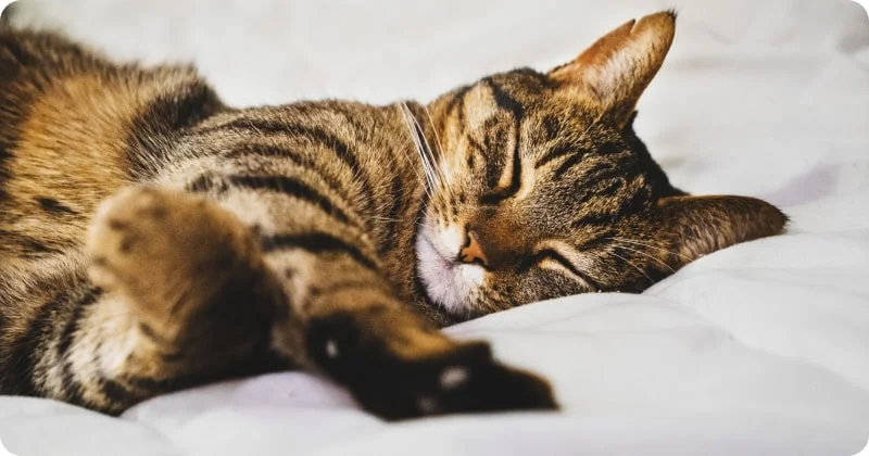 Могут ли у кошек быть кошмары?