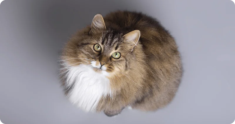 Сибирская кошка