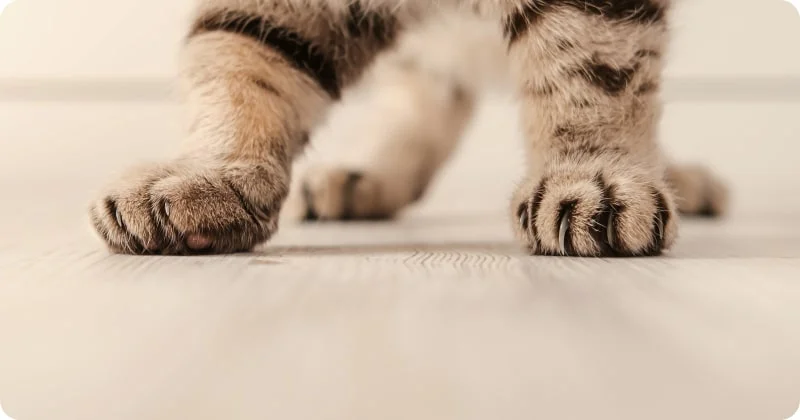 Кошка приземляется на лапы