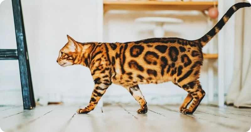 Особенности строения тела