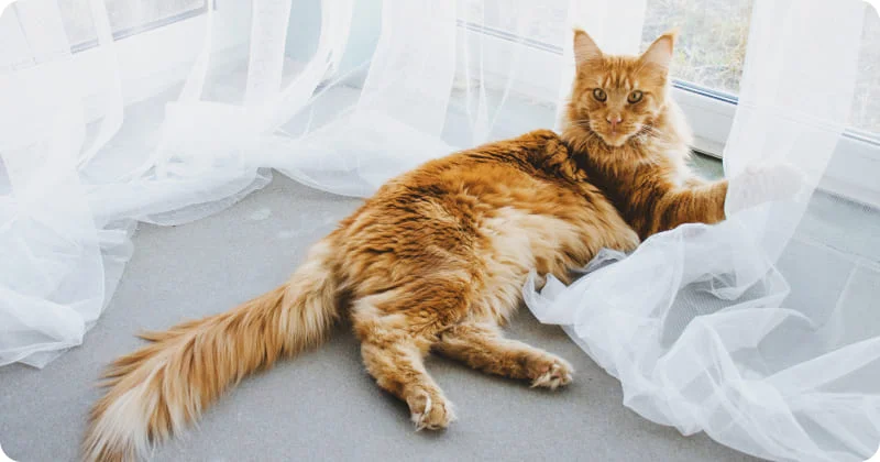 Кошка оставляет зацепки на шторах