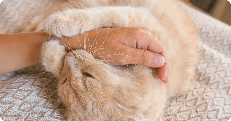 Кошка кусает и лижет одновременно