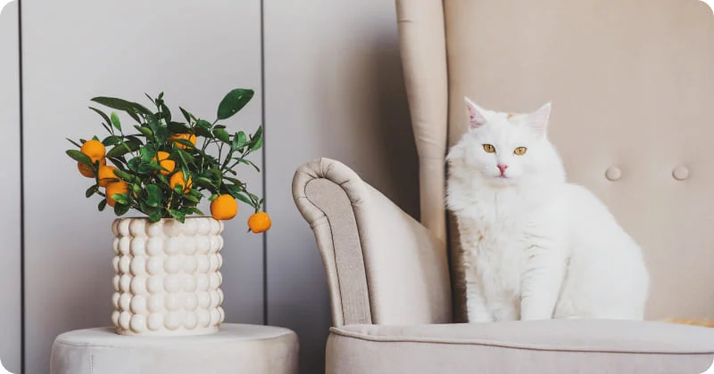 Цитрусовые ароматы для кошки