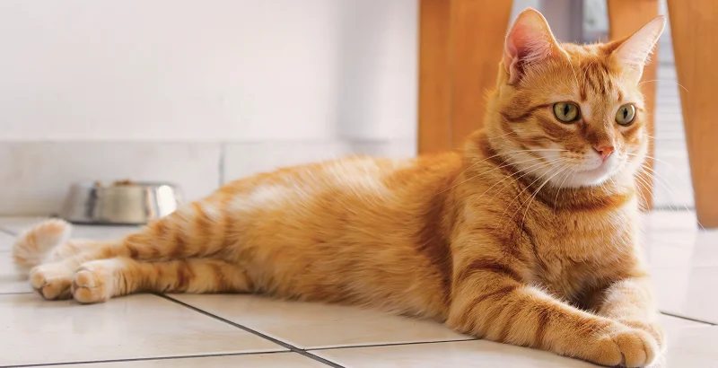 Режим кормления кота