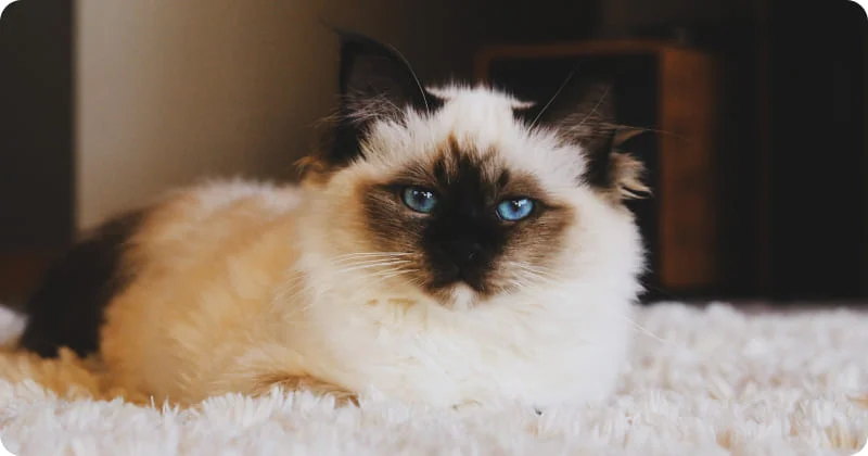 Ночное зрение кошки