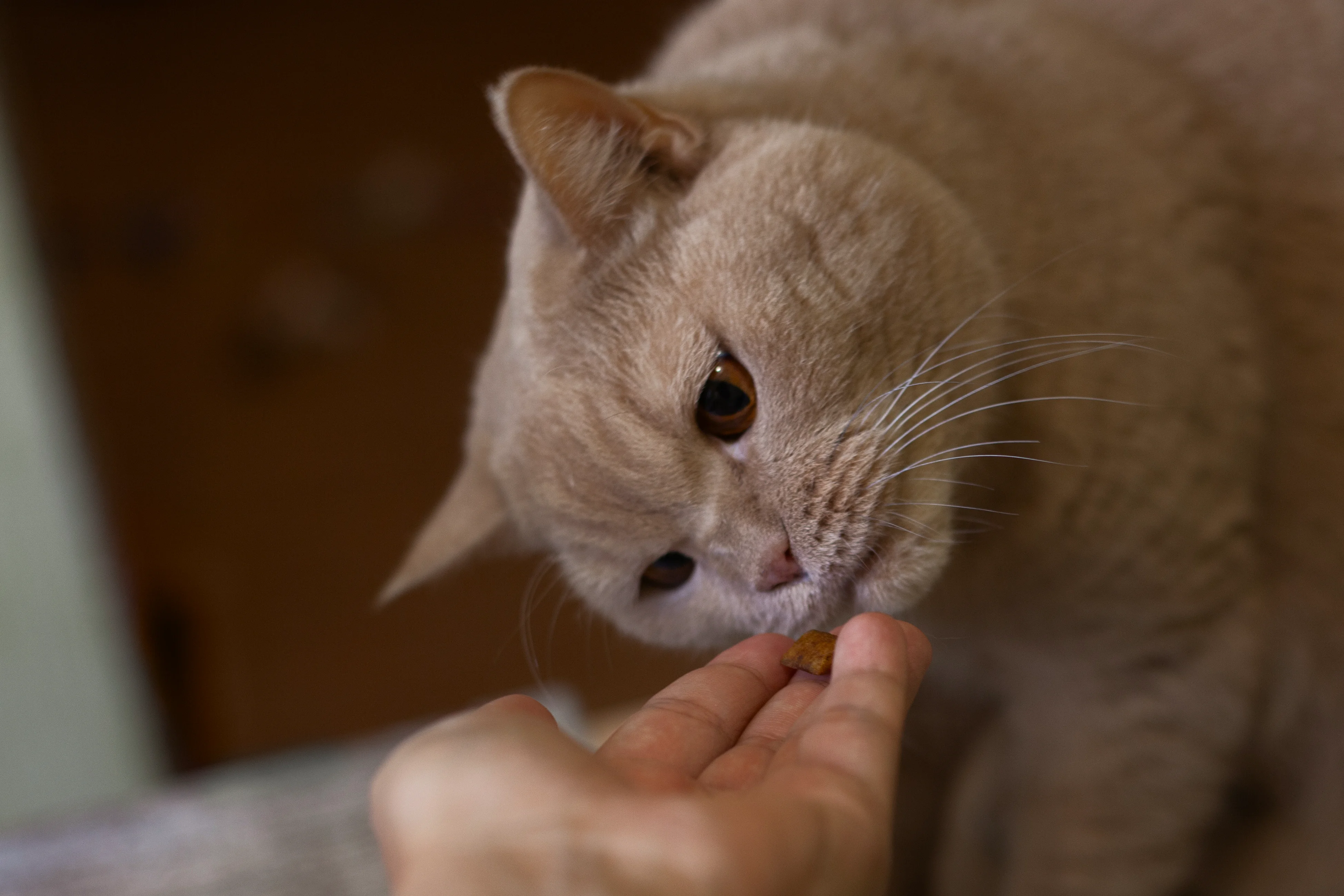 Лакомство для кошки
