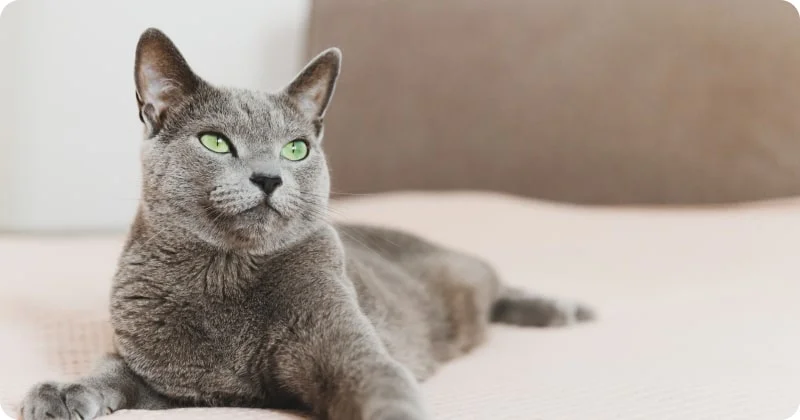 Русская голубая кошка