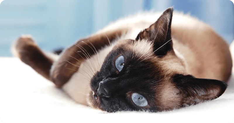 Сиамская кошка