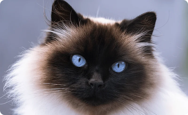 Гималайская кошка