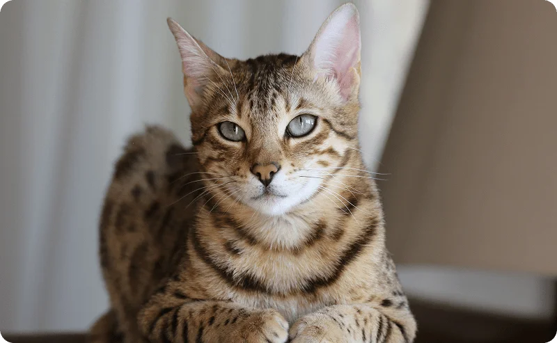 Запахи, которые не нравятся кошкам