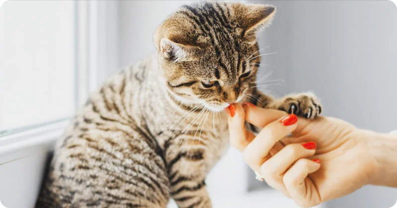 Поощрение питомца