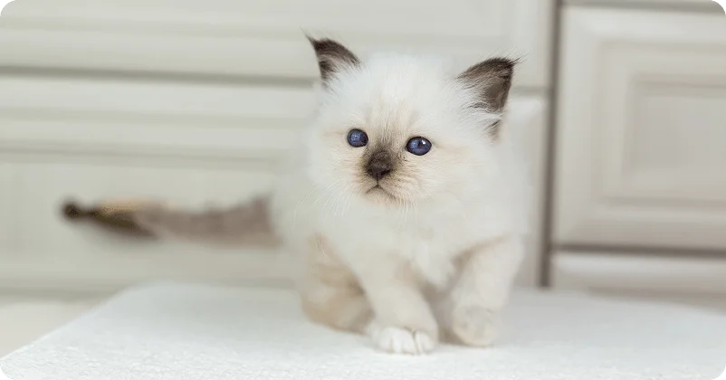 Кличка для кошек по характеру