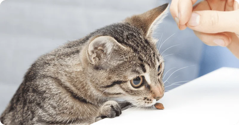 Поощрение котенка