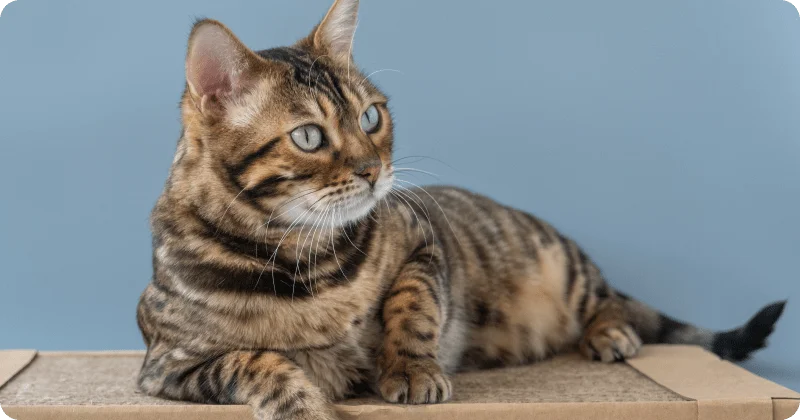 Когтеточка из картона