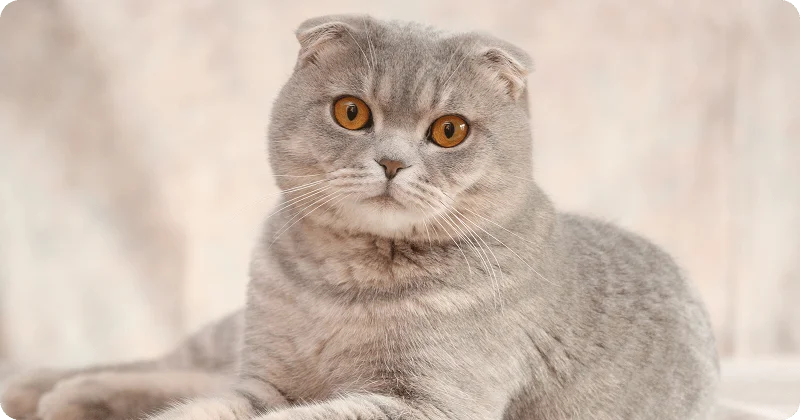 Шотландская вислоухая кошка