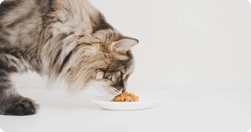 Профессиональное питание для кошек