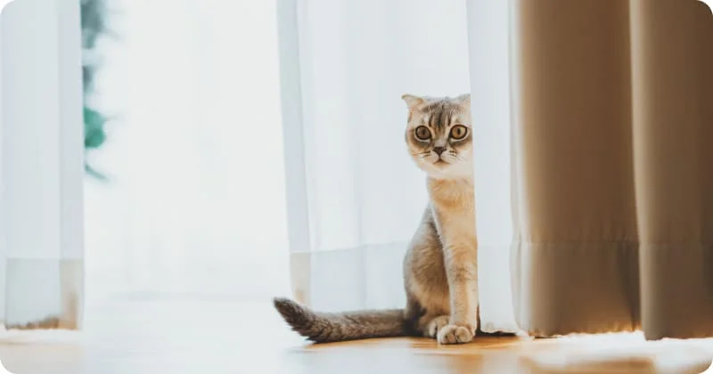 Процесс отучения кошки от игр со шторами